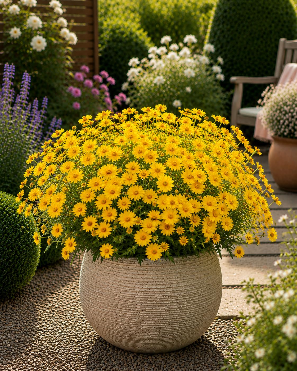 Coreopsis Garden Ready Plant in 13cm Pot