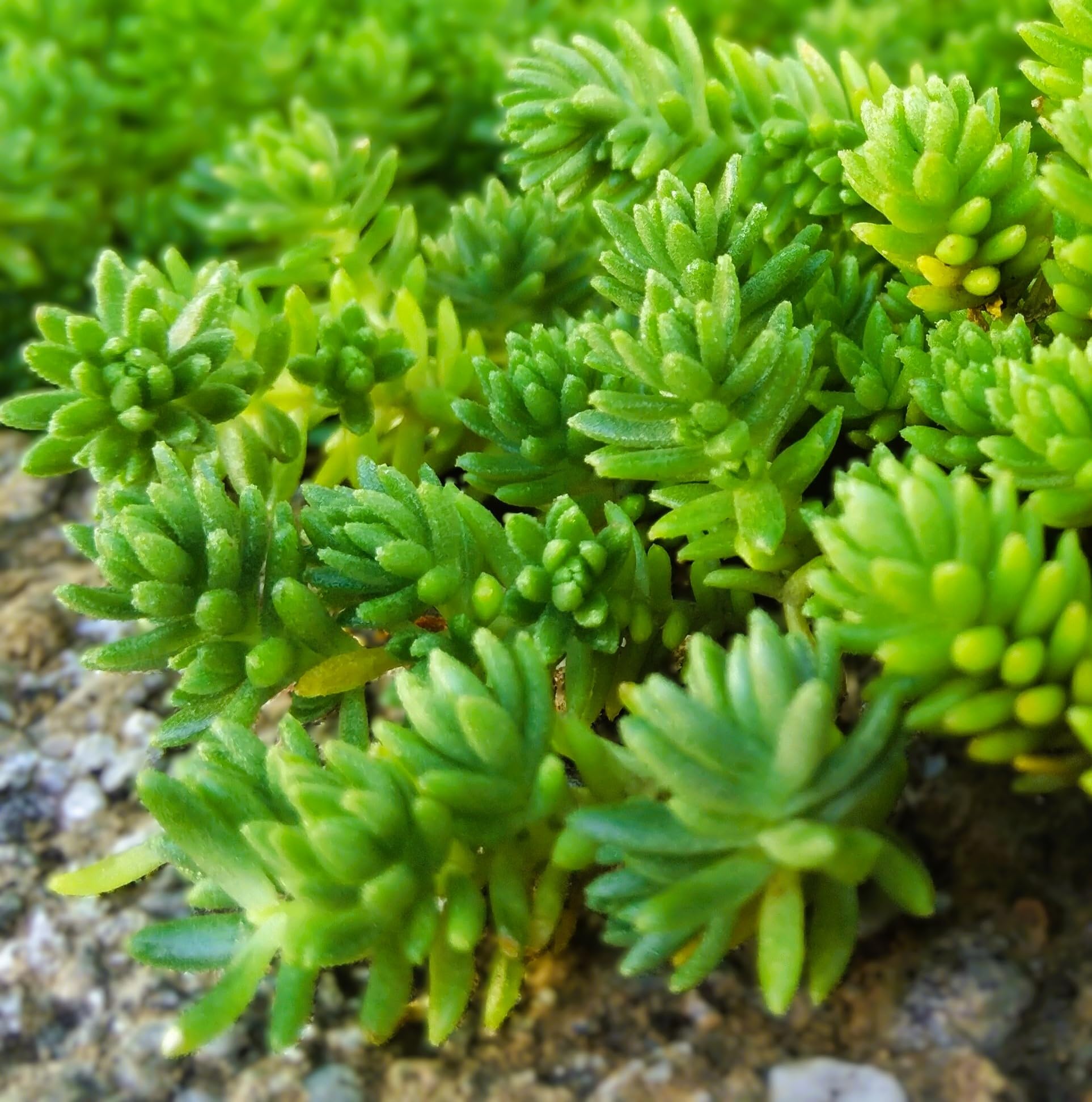 【10カット】レアセダム『斑入りモリムラマンネングサ』根なし　2㌢位の長さ モリムラマンネングサ40Potセット・苗 多肉植物（セダム） 常緑