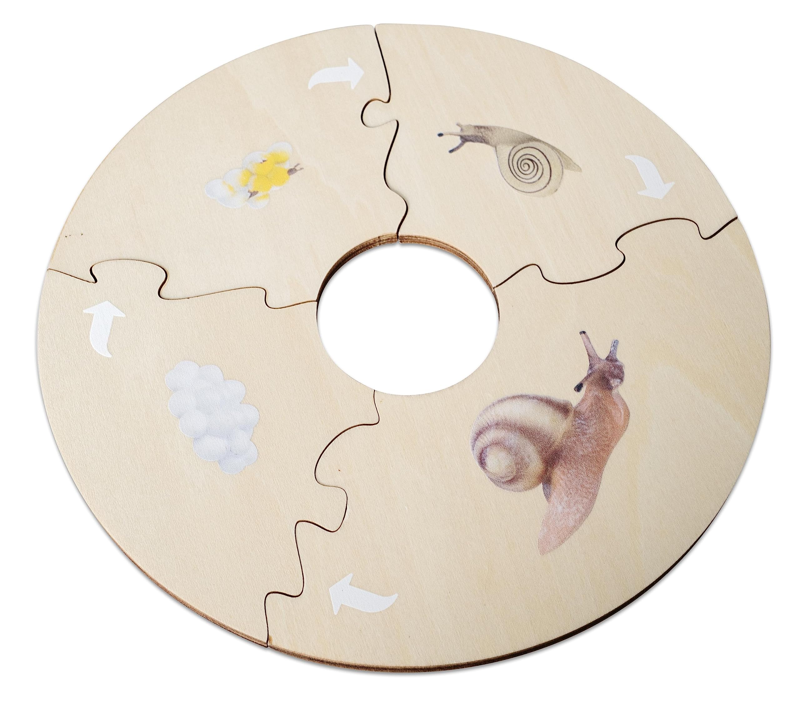 Betzold Lebenszyklus Schnecke - Holz-Puzzle Figuren Textkarten Deutsch & Englisch