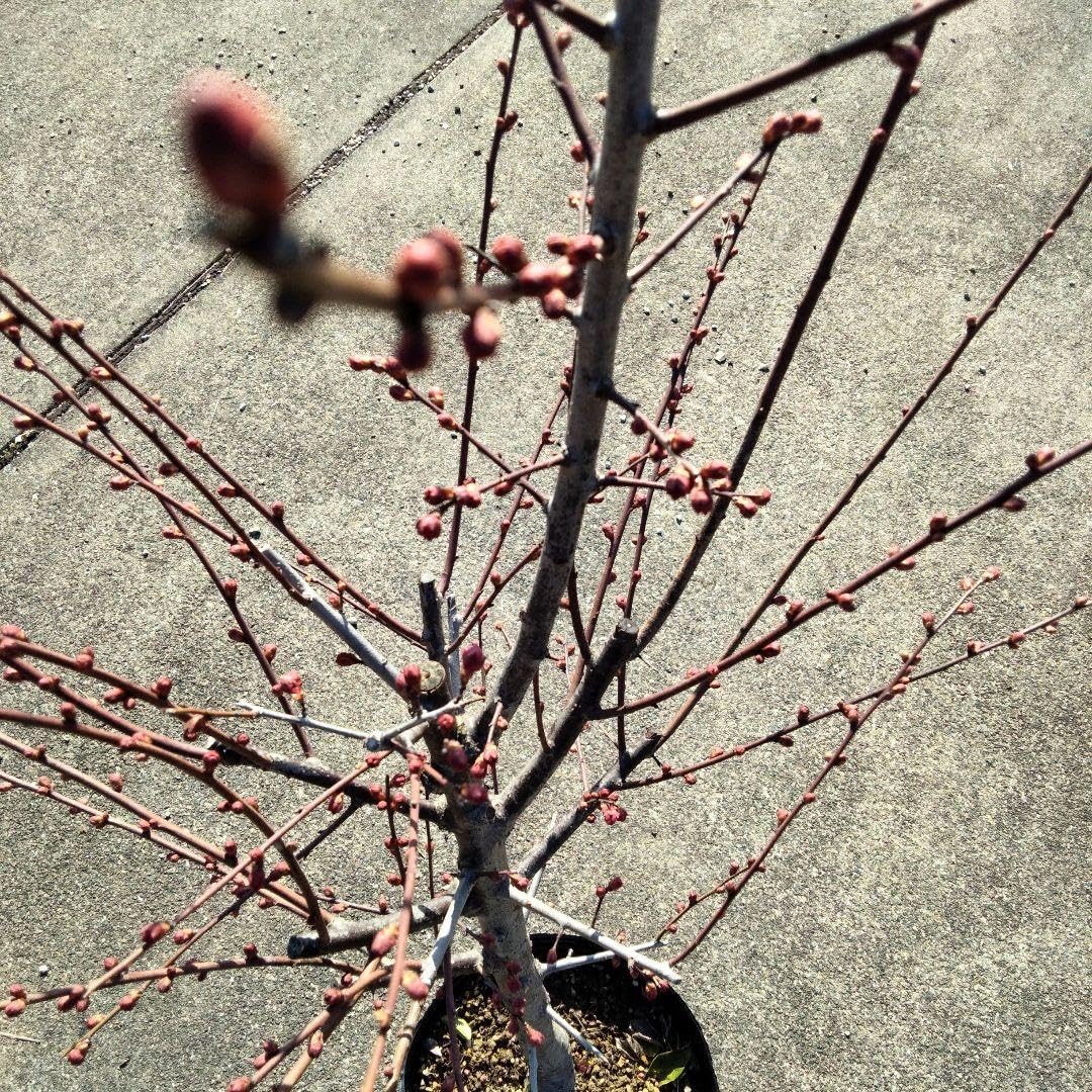 寒紅梅　大苗 Amazon｜寒紅梅 大苗｜観葉植物 オンライン通販