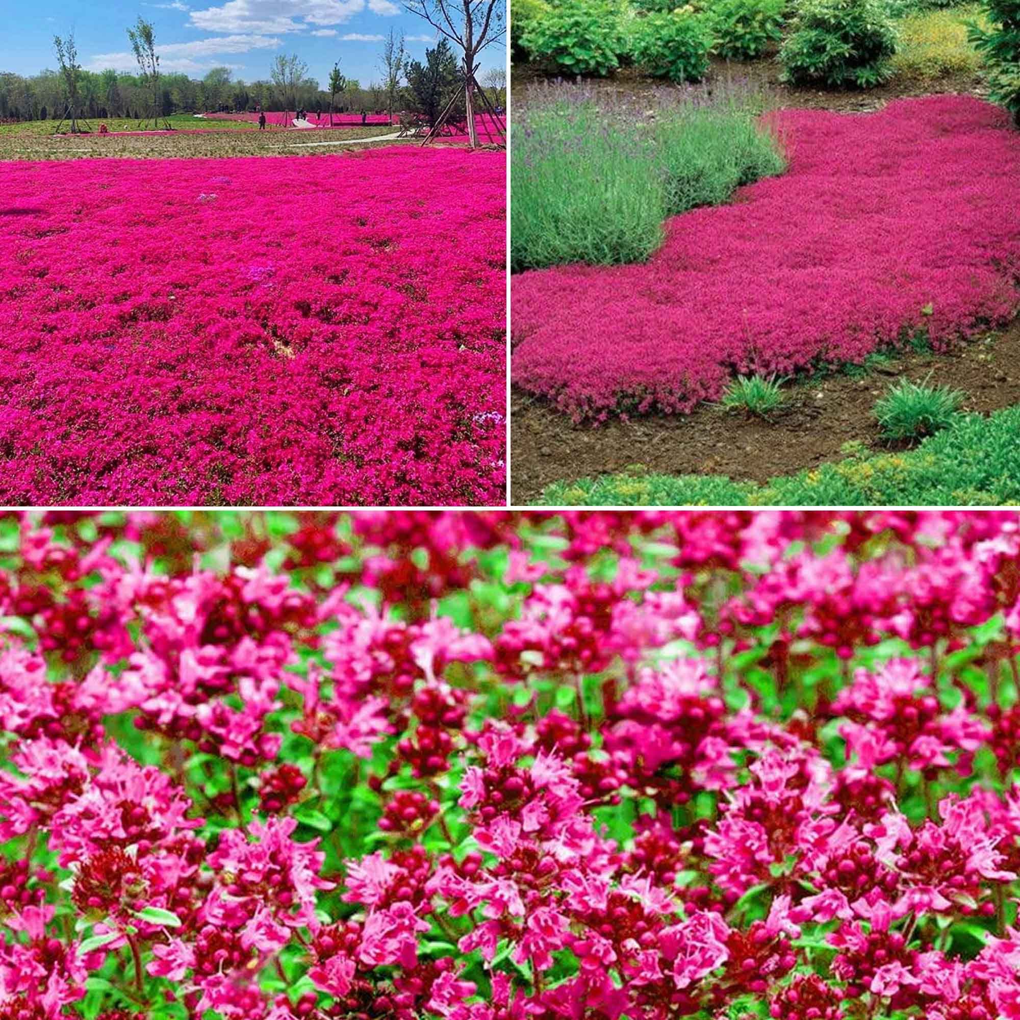 Is Creeping Thyme Safe For Dogs