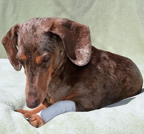 Miniatura 8 de PawFlex Vendajes para heridas articulares y de área grande para perros, gatos y otras mascotas. Ideal para esguinces de articulaciones de piernas y