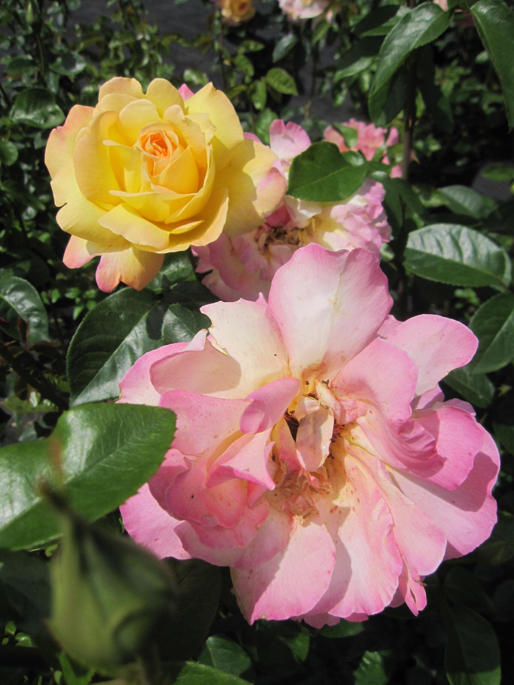 Rosa Gloria Dei - Edelrose Gloria Dei - Synonym Peace - Meilland Rose