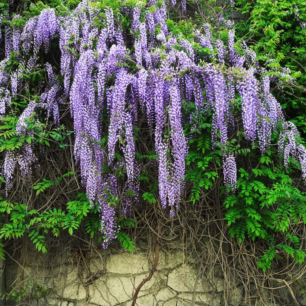 Blauregen Kletterpflanze Winterhart,Wisteria Sinensis Samen,Seltene  Pflanzenserie, Zimmerpflanze Bio Samen Hochbeet Balkon Winterharte  Balkonpflanzen Dekoration Wohnzimmer Winterfeste 50 Stck : Amazon.de:  Garten