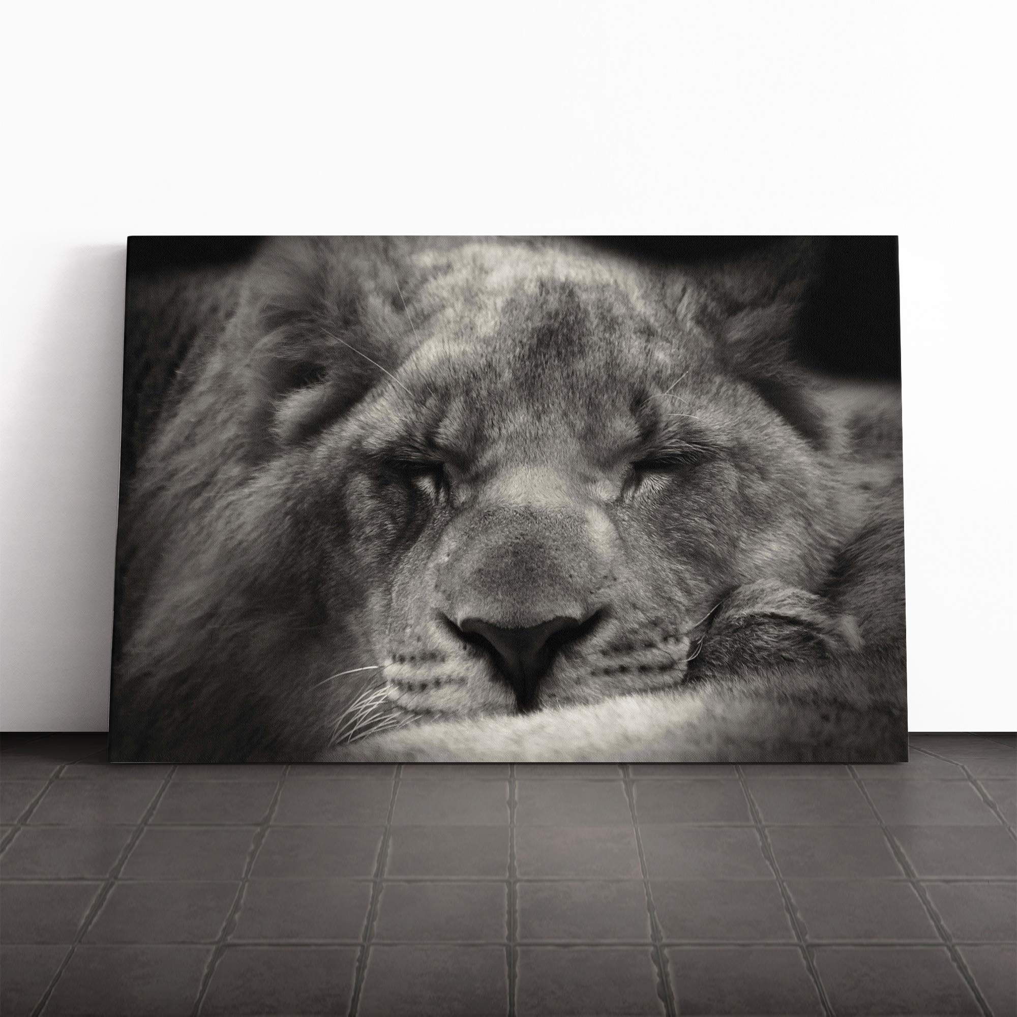 Sleeping Lion Canvas Print | Gallery Wrapped 30mm Frame Wall Art | 30x20 inches | Ready to Hang | Modern Animals Picture | Living Room Bedroom Lounge Office