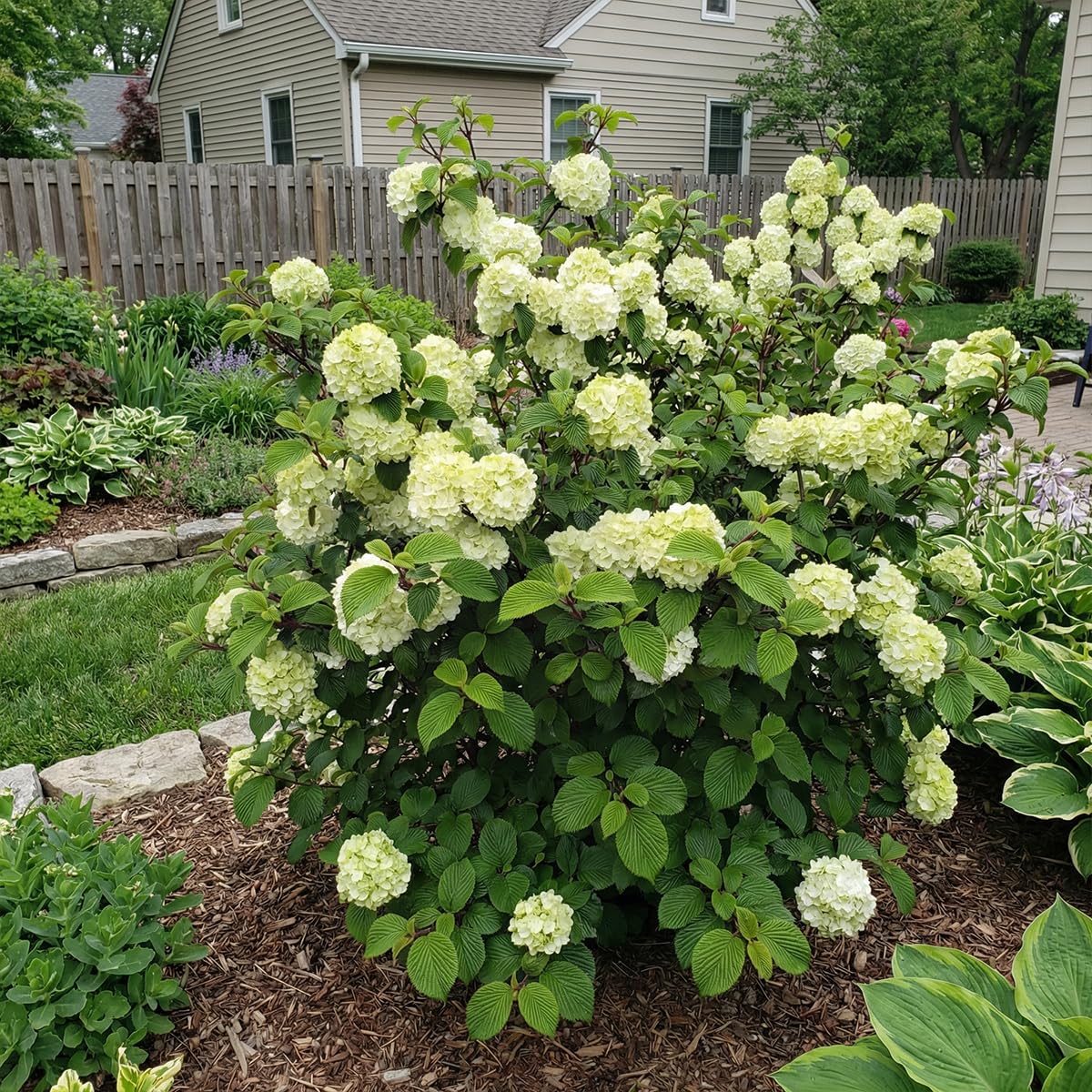 Bloomique - Viburnum Plicatum Opening Day - Boule-de-neige du Japon - Plante de Jardin - Rustique - Hauteur 60-80 cm - Pot 23 cm