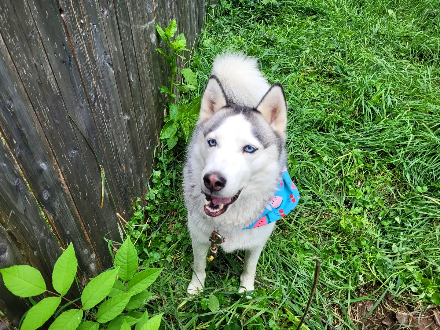 Buy Petsla Dog Chew Toys For Aggressive Chewers Large Breed Indestructible Hard Nylon Dog Bone Toy Durable Dog Chew Toy Dog Teething Toy For Large Medium Small Dogs Online In Australia B08nsrw3zz