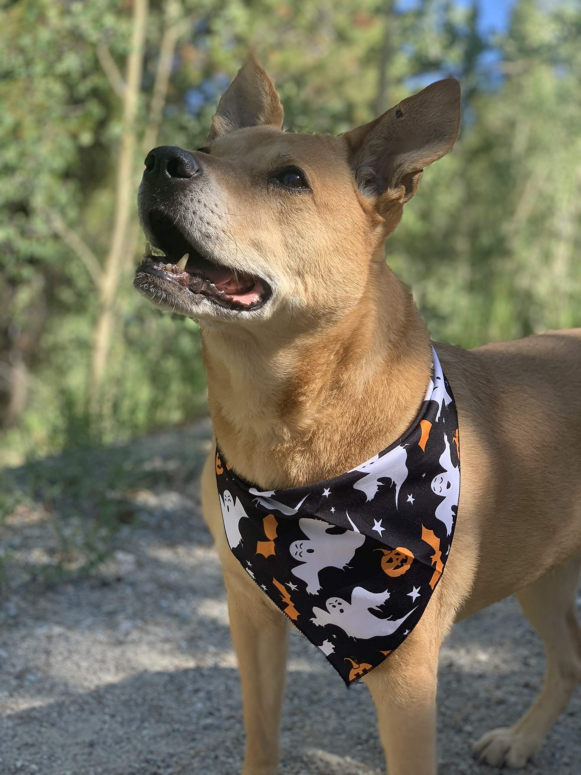 Native Pup Pañuelo de Halloween para Perro, Paquete de 3 Bufandas, murciélagos, Caramelo, maíz y Calabaza, pañuelo de Bandana (Paquete de 2, pequeño)