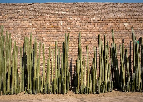 Miniatura 2 de BELECO Pared de tela vintage de piedra de 15 x 10 pies con telón de fondo de cactus, planta de cactus verde México, fondo de saguaro para