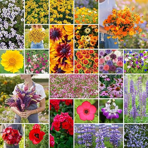 Miniatura 7 de Mezcla de semillas de flores silvestres del noreste 50 libras