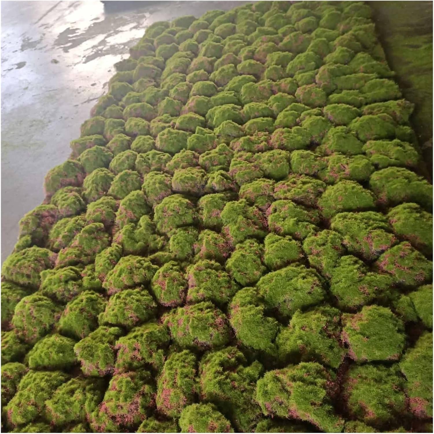 Artificial Grass Door Mat, Astro Turf with Drainage Holes for Home