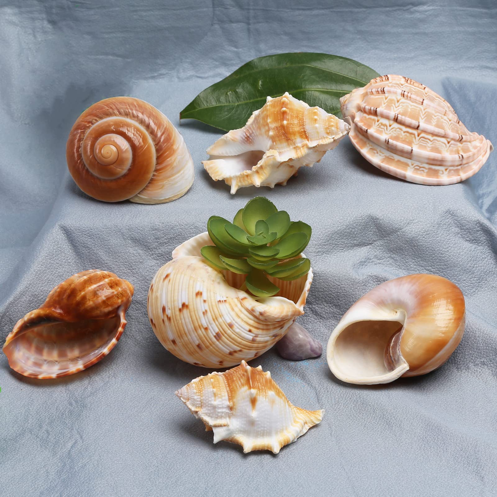 JQAQJU 7 Pack Sea Shell air Planter Holder Containers Succulent Display for Home Office Wall Garden Decors Beach Theme