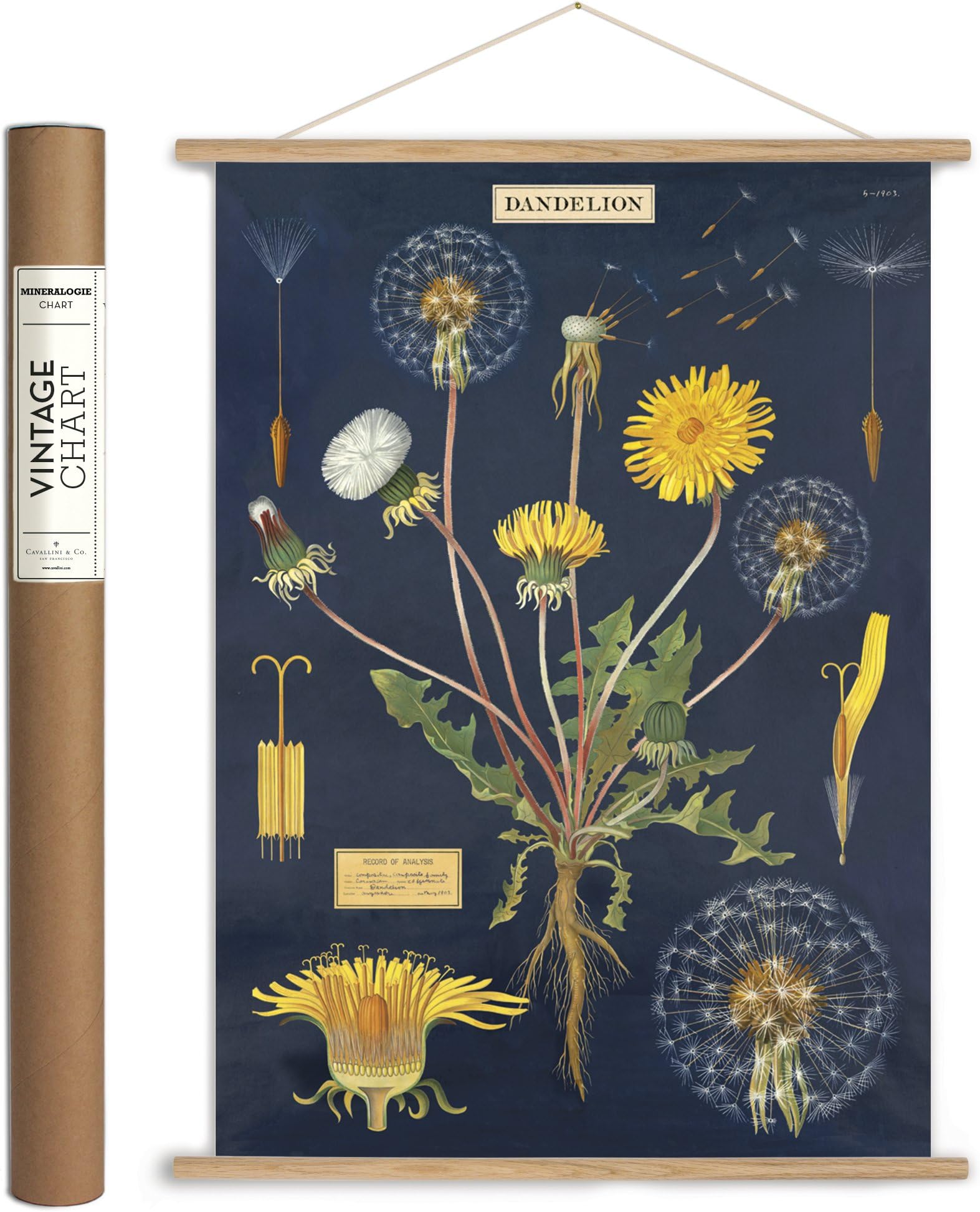 Cavallini Papers & Co. Cavallini Vintage Dandelion Hanging Poster Kit, Multi