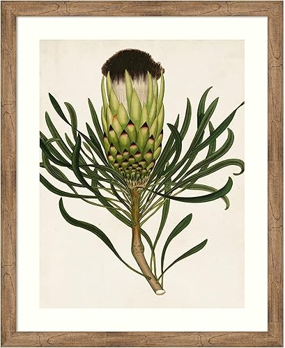 Amanti Art Framed Wall Art Print 44x36 Antique Protea II, Flowers Wall Art, Vintage Decor, X-Large Poster Painting Artwork for Living Room, Bedroom,