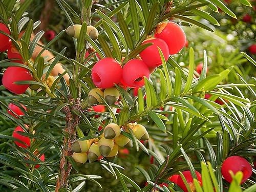 30 semillas de tejo inglés - Taxus baccata - Árbol de hoja perenne con frutos rojos brillantes