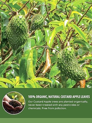 Miniatura 3 de 20 bolsas de té de hoja de guanábana y manzana natillas de primera calidad, 100% hojas puras de té de hierbas (20 bolsitas de té)