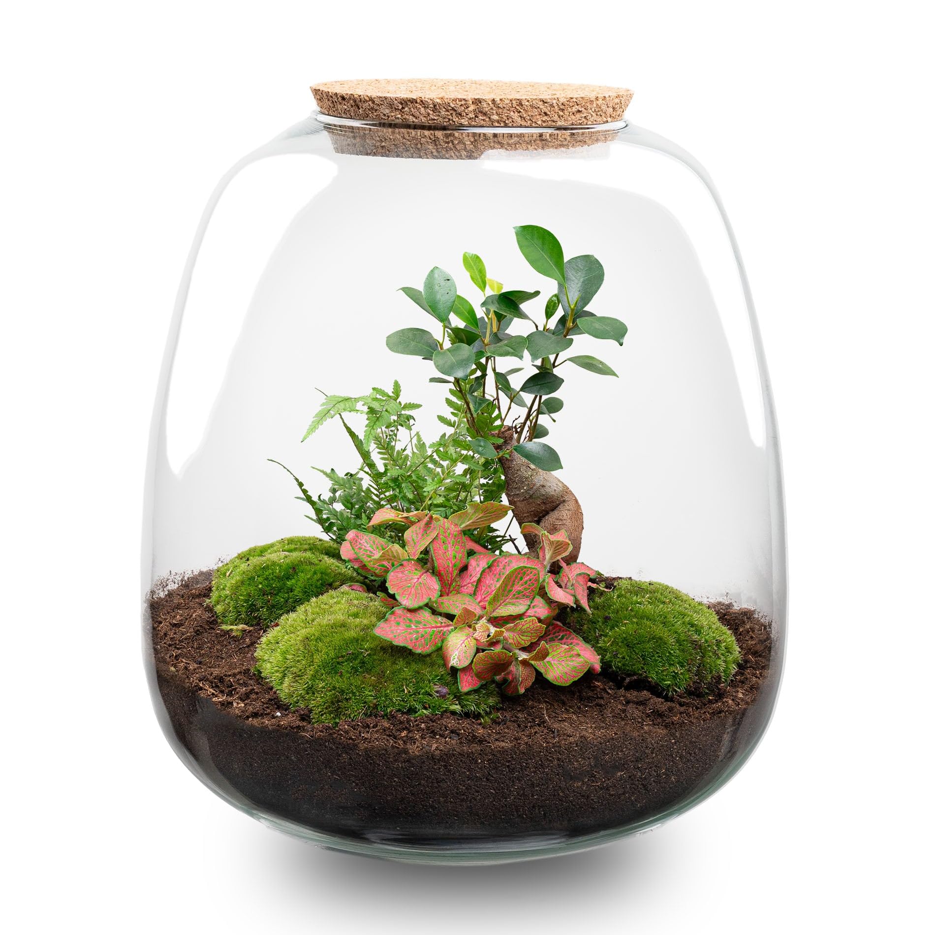 urbanjngl - Emma - Bonsai Red - Flaschengarten mit Licht - DIY Terrarium mit Pflanzen im Glas - Ø 23 cm ↑ 25 cm