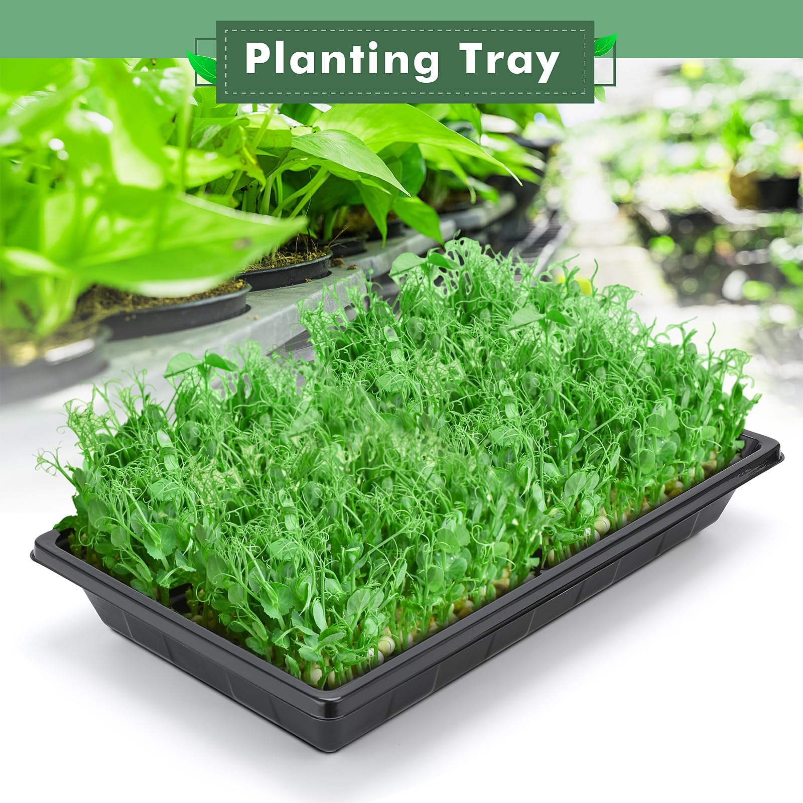 1017 Pflanzen-Anzuchtschalen, Anzuchtschalen, Microgreens, Anzuchtschalen, Sämling, Pflanzenkeimung, Starter-Tablett, Umpflanzung, keine Löcher, kein Auslaufen, wiederverwendbar, 25,4 x 42,9 x 6,3 cm