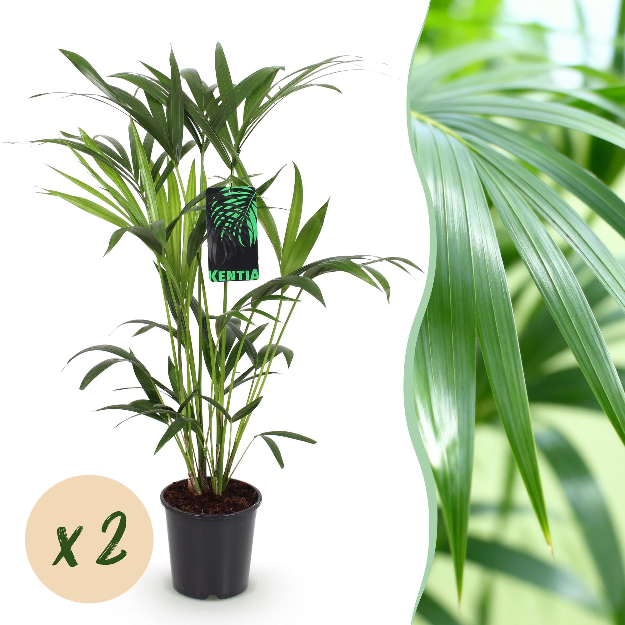 Howea Forsteriana Palma Kentia, 2 rośliny, 80-85 cm, 19 cm, łatwa w pielęgnacji, palmy pokojowe z eleganckimi liśćmi, tropikalne, oczyszczające powietrze zielone rośliny do nowoczesnych wnętrz