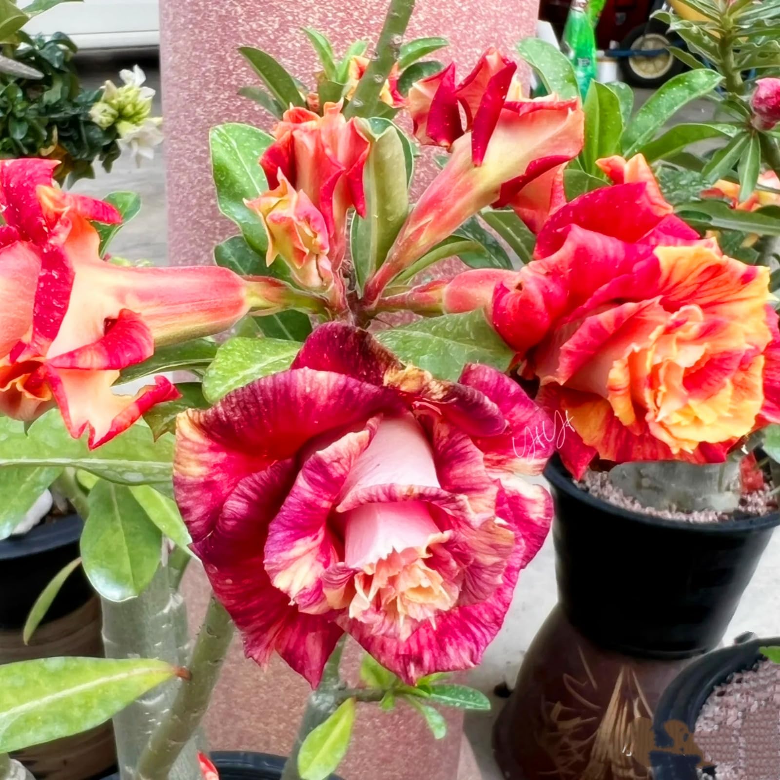 Desert Rose Live Plant/Adenium obesum Can be Planted All Year Round Potted-Plants-Rhizome,Excellent Display-2Plant-A