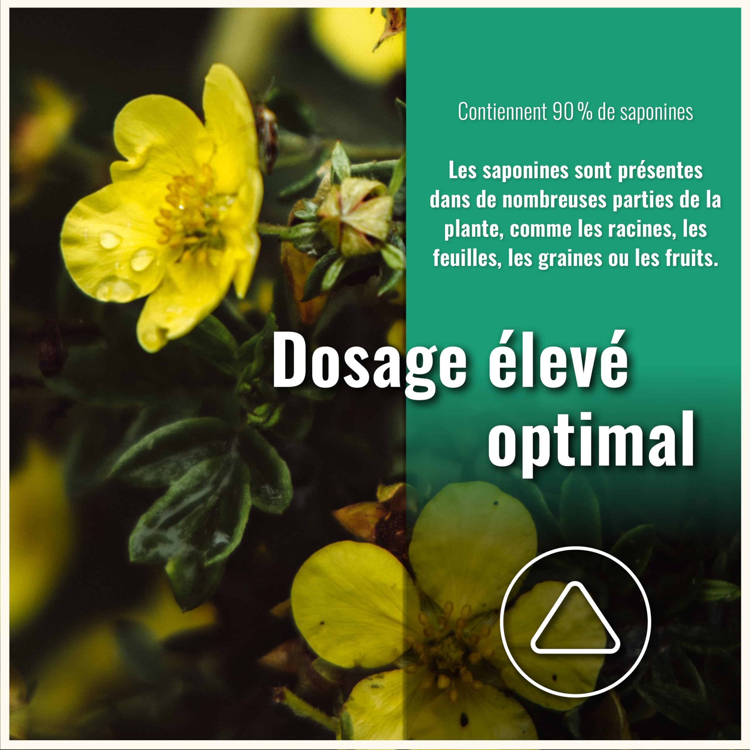 Tribulus Terrestris - 200 Gélules - 90% Saponines - Vegan - Sans Additifs
