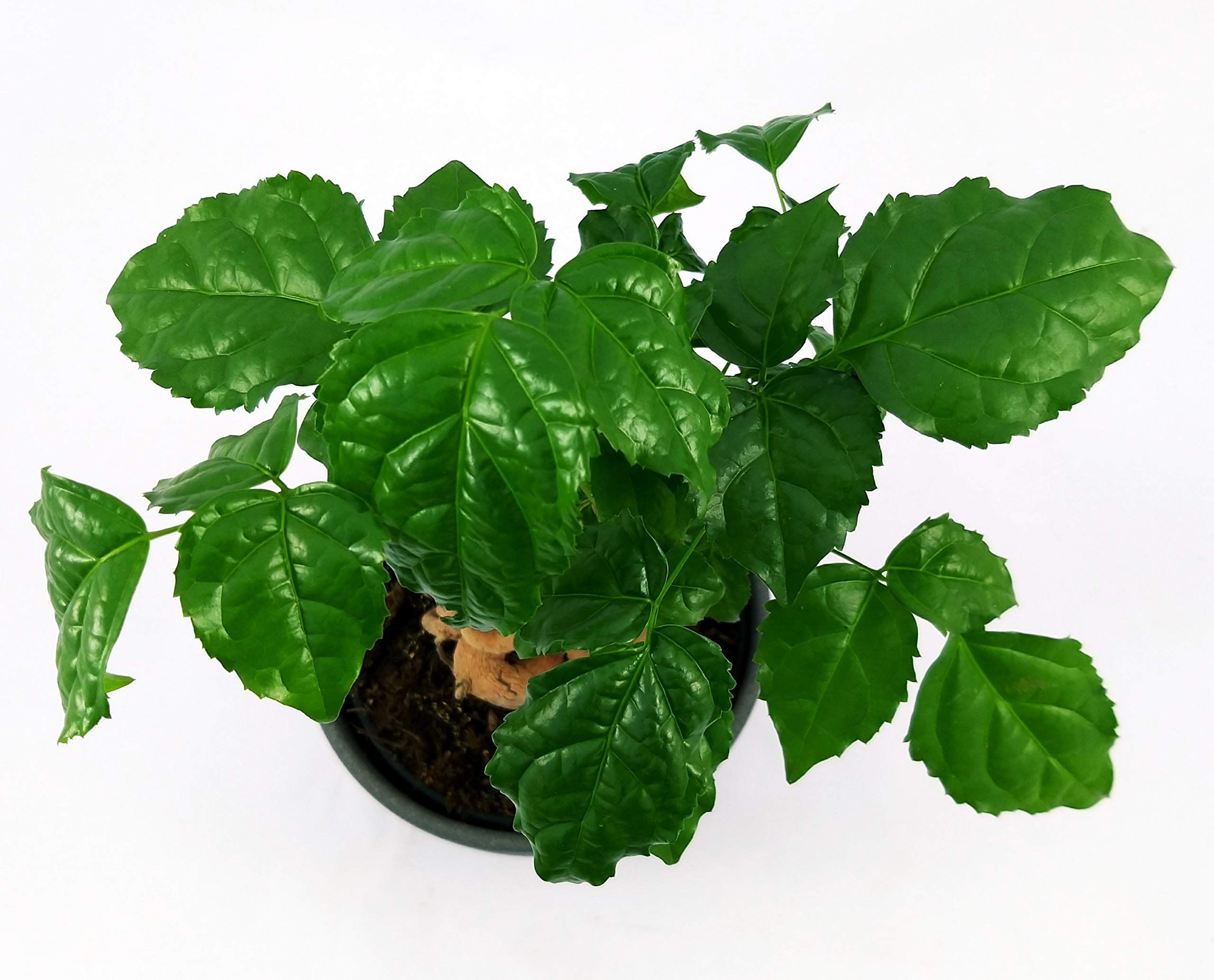 POWERS TO FLOWERS - RADERMACHERA BONSAI IN VASO CERAMICA ANTRACITE RIGATO, pianta vera