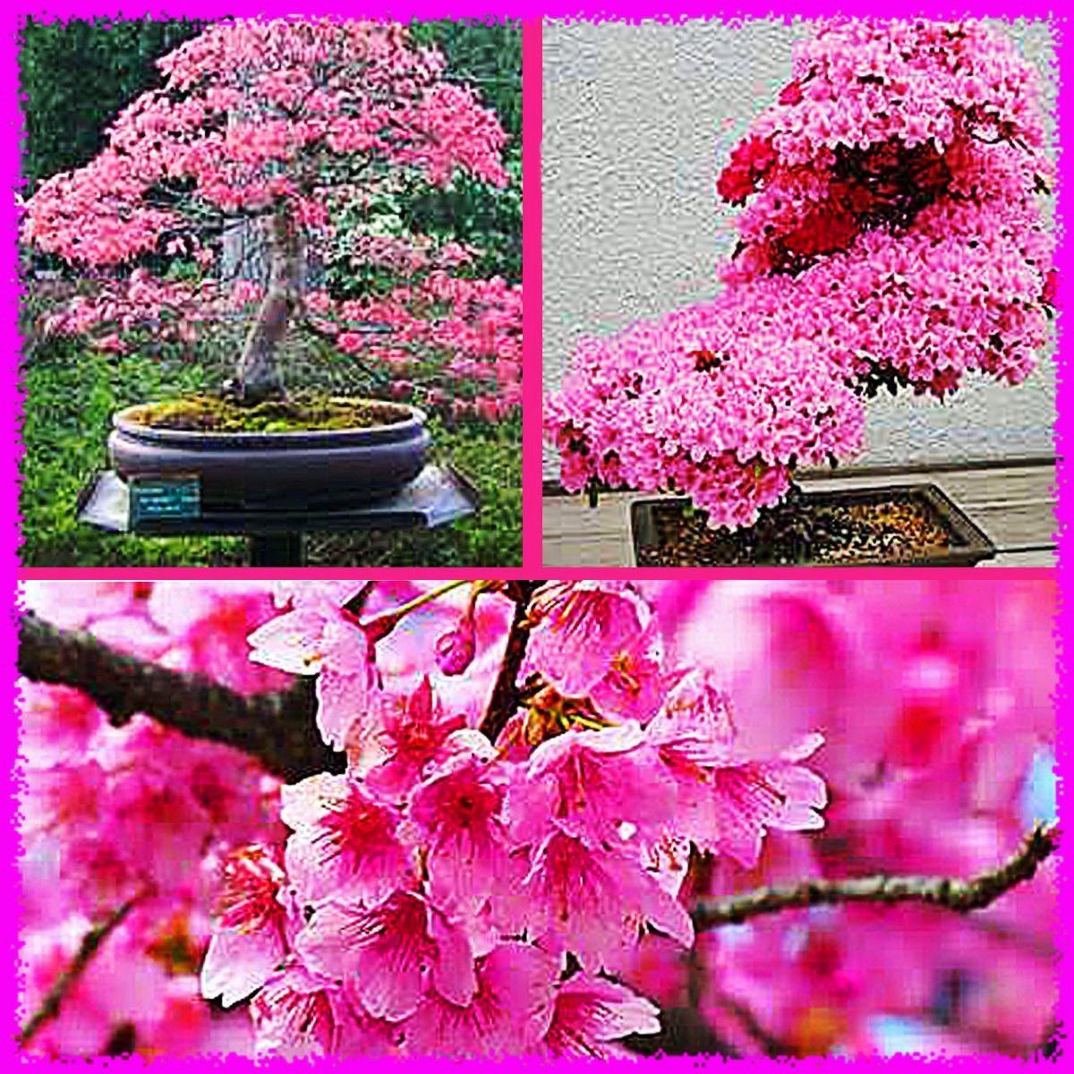 Japanische Kirschblte (Prunus Sargentii) Blhende Kirsch Bonsai-Baum"5  Seeds" * Rare * : Amazon.de: Garten