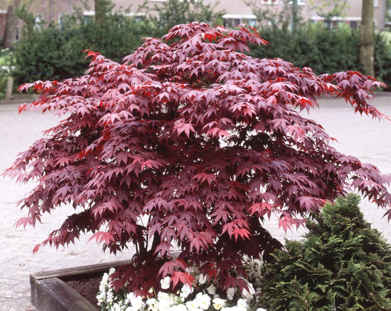 Acero rosso giapponese "Acero palmatum Fireglow" FG1 pianta innestata in vaso 2 litri Vivaio di Castelletto