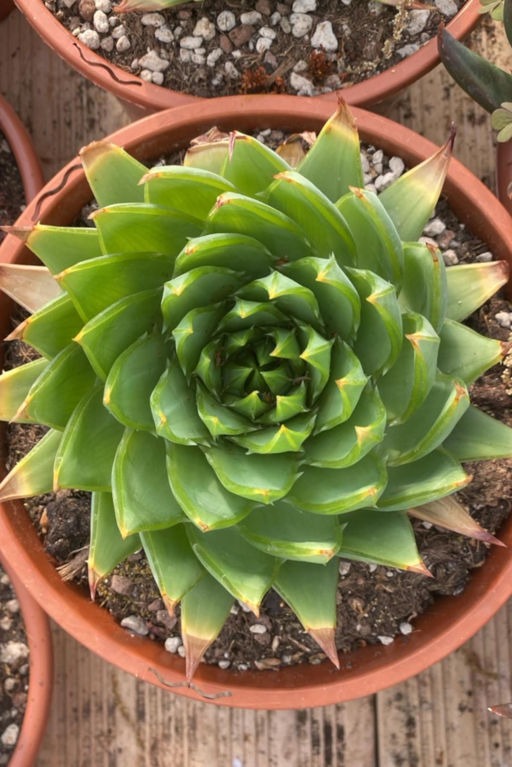 eGarden.store - Pianta vera di Aloe Polyphylla - Aloe Spirale | Altezza: 8  cm - Diametro vaso: 20 cm - Succulenta geometrica compatta ornamentale e ...