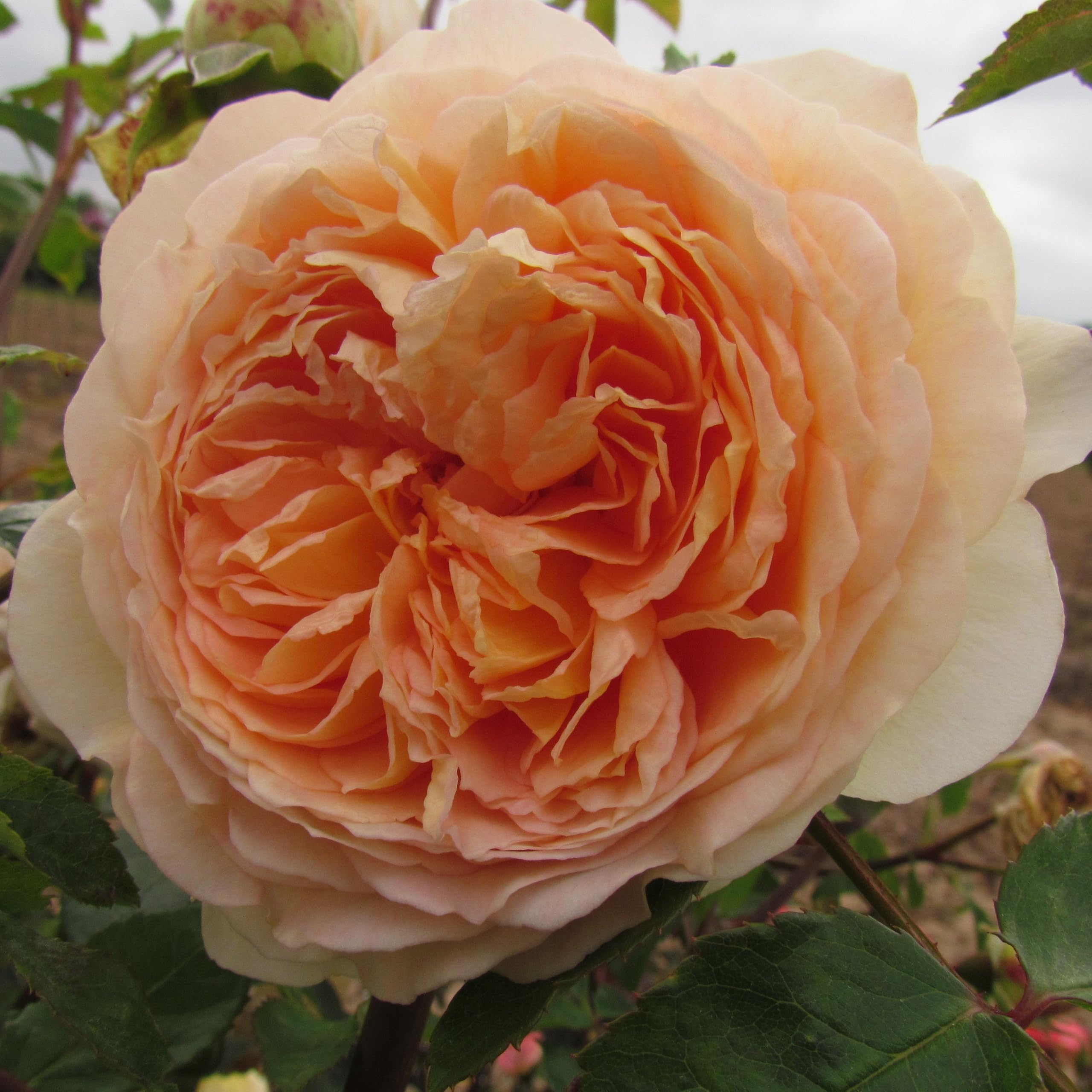Bathsheba - 5.5lt Potted David Austin English Climbing Garden Rose - Peach/Apricot, Fragrant Blooms