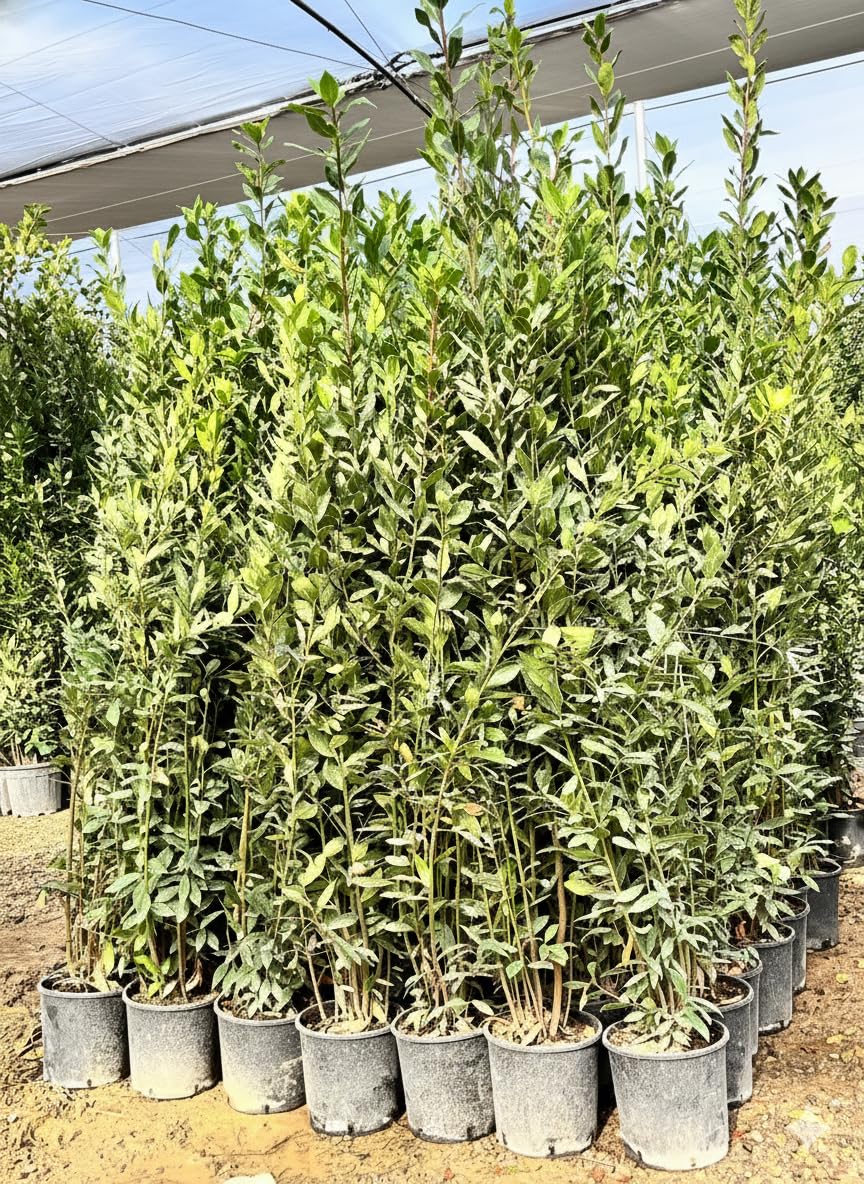 Laurus Nobilis - Laurus Nobilis - Arbuste à feuilles persistantes - 160 cm - Résistant à l'hiver - Pot de 10 l - Plante en pot de qualité supérieure pour jardin et terrasse - Laurier aromatique aux