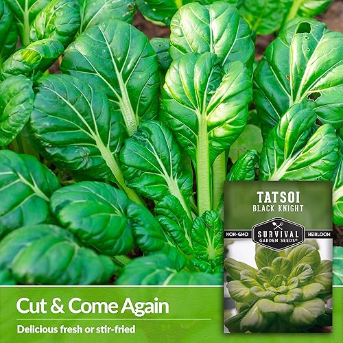 Miniatura 4 de Survival Garden Seeds - Semilla de Tatsoi Black Knight para plantar - 1 paquete con instrucciones para plantar y cultivar deliciosas verduras de