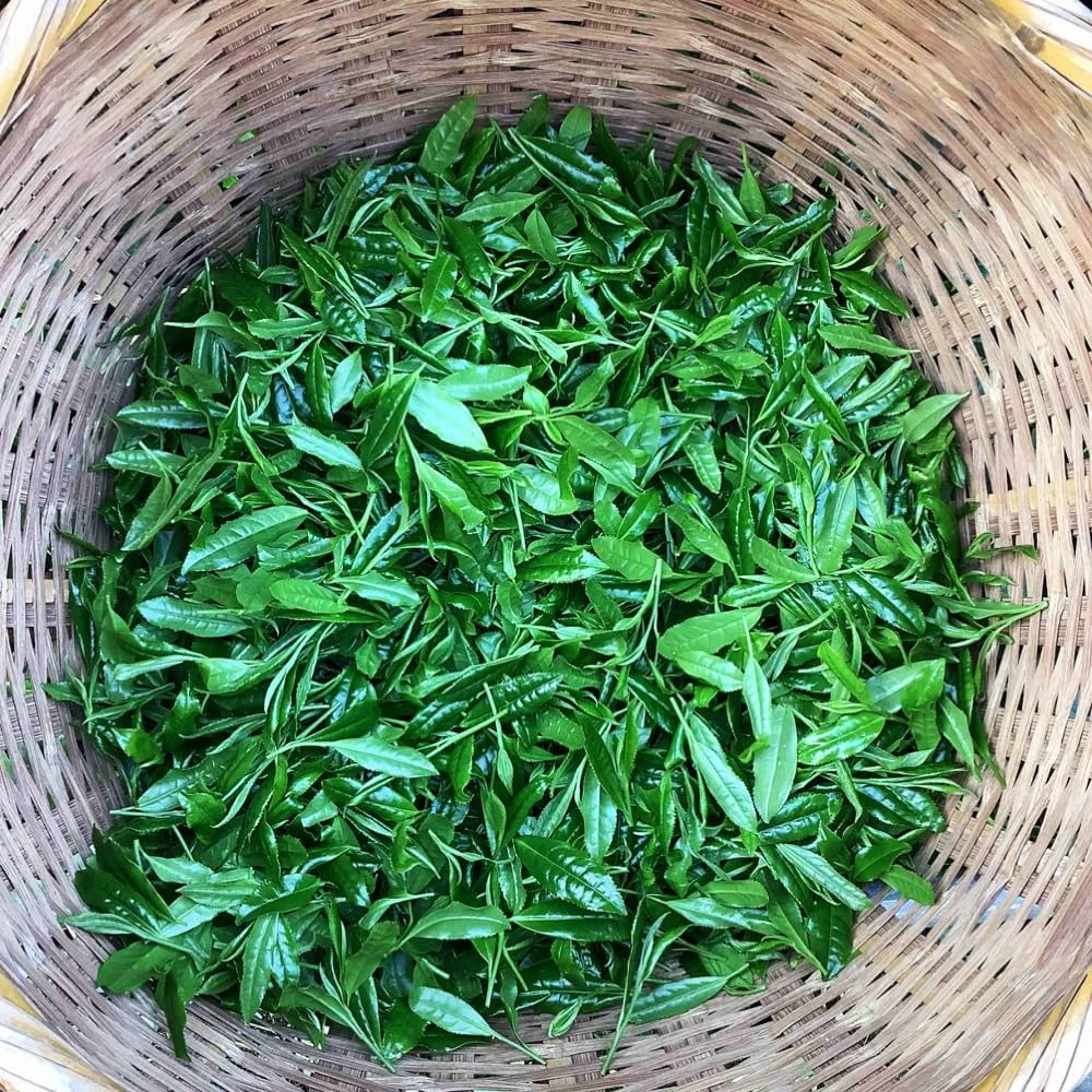 The Gyokuro Ultimate Superior Luxury Gyokuro green tea called Yame Traditional Authentic Gyokuro Carefully selected Direct trade by