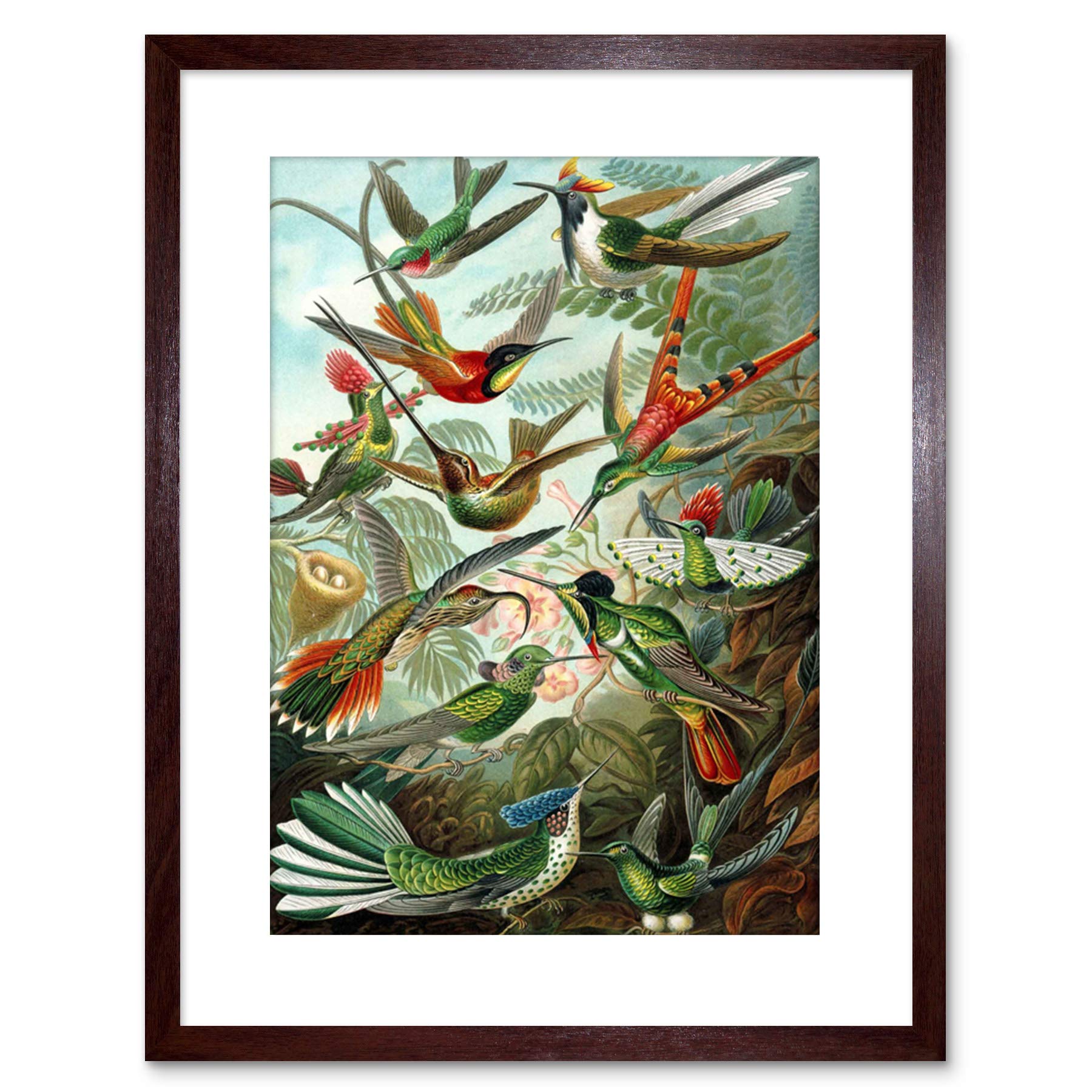 Wee Blue Coo Nature Biology Bird Humming Haeckel Framed Wall Art Print