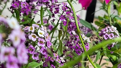 Miniatura 9 de TKE Farms & Gardens - Alyssum Seeds for Planting, Royal Carpet, 1000+ Heirloom Non-GMO Flower Seeds, Perfect for Gardens, Borders, Containers, and