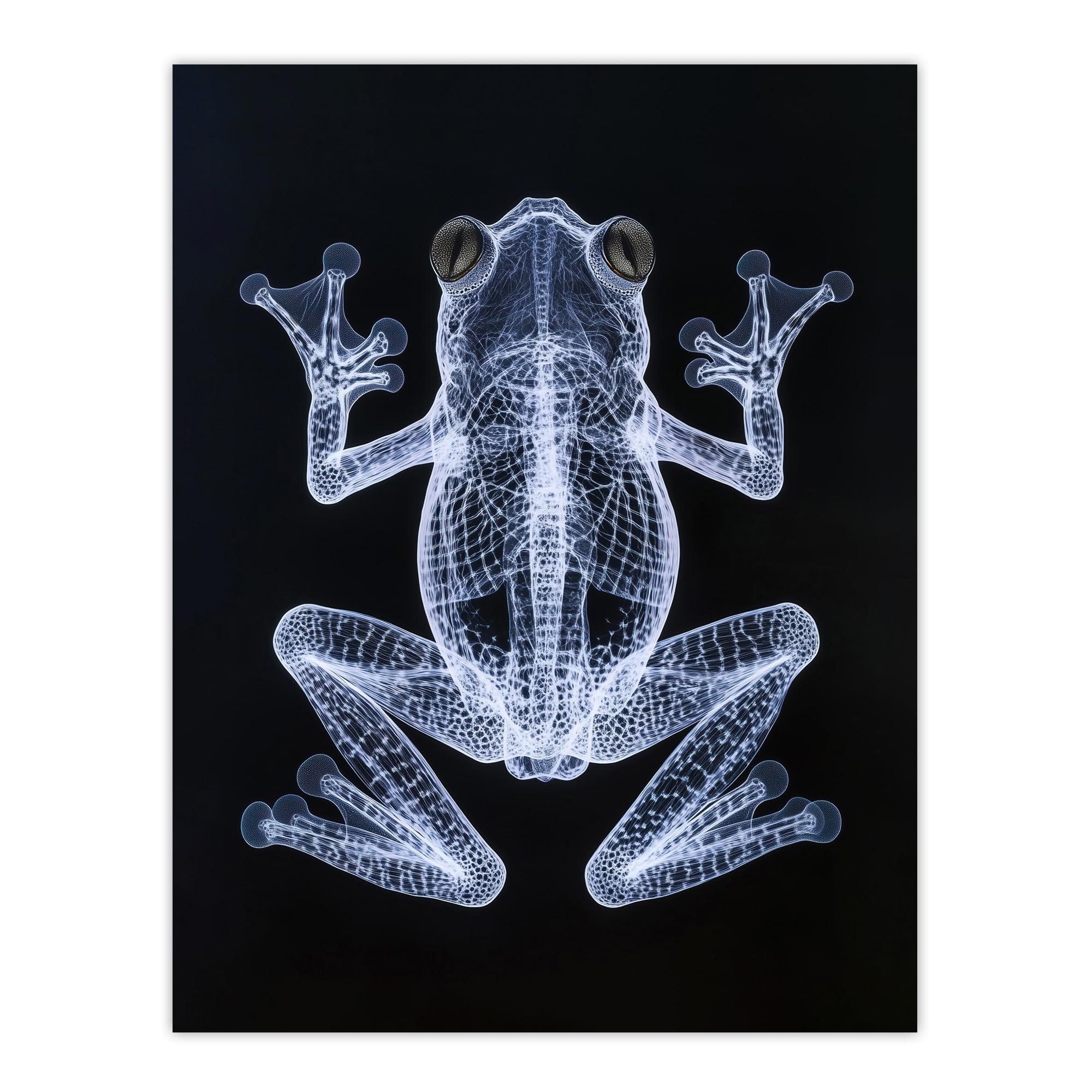 Artery8 Frog Detailed Dark Luminescent Xray Effect Wall Art Print - Black - W24 inch x H32 inch