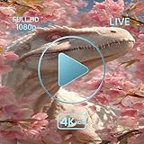 Access deep sleep video for TV with tranquil video loop of prehistoric jungle life.