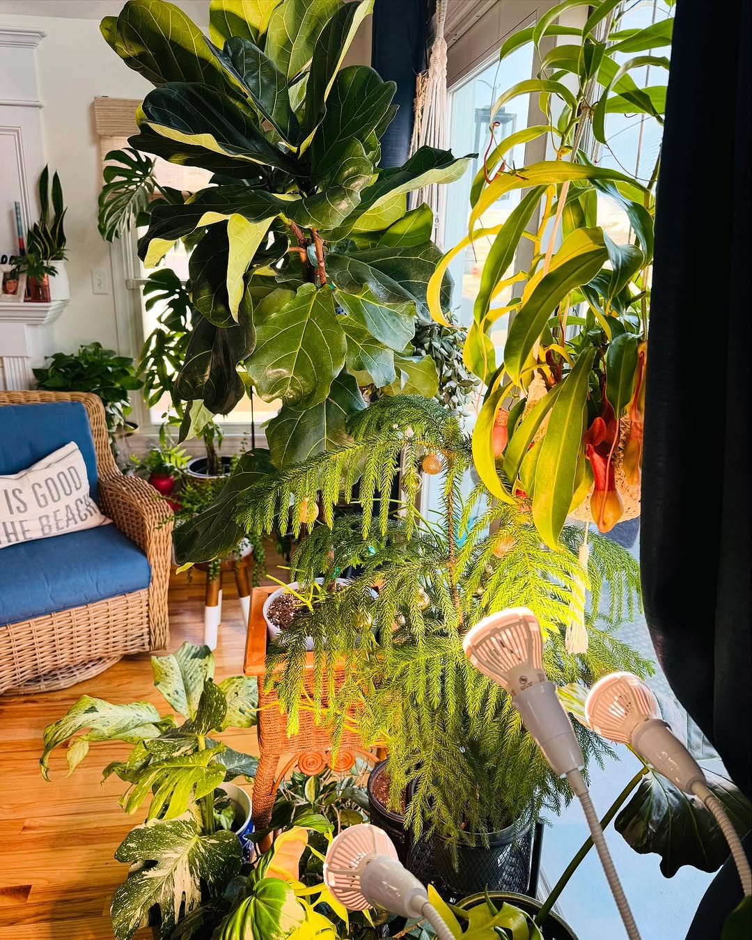 Amazon.com : SANSI LED Grow Lights for Indoor Plants, 450W Full