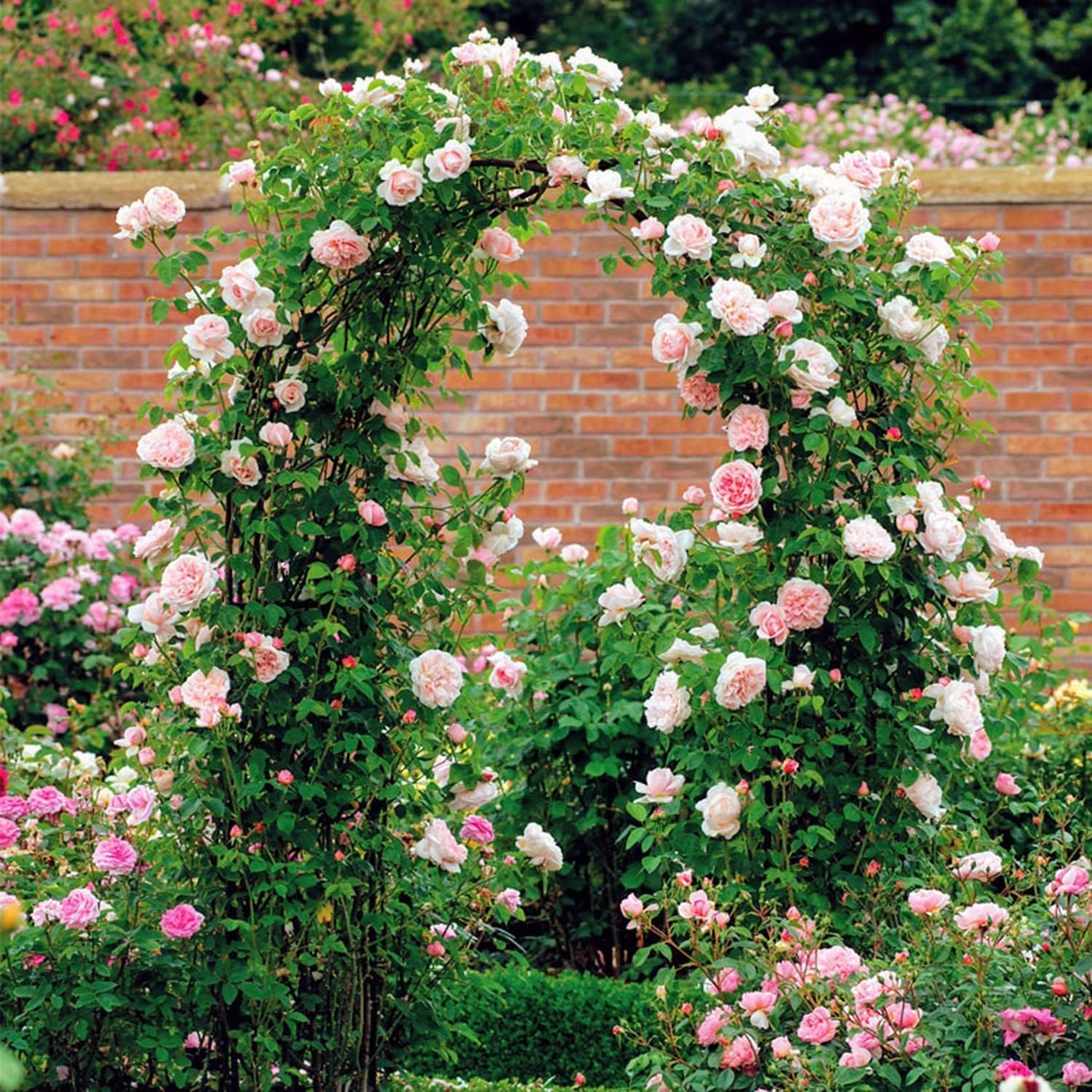 Schwarzer Gartenbogen – Hochzeitsrosenbogen für Kletterpflanzen und Blumen, Outdoor-Spalier und Laubenstütze (B 350 x H 220 cm) – perfekt für Gärten und Veranstaltungen