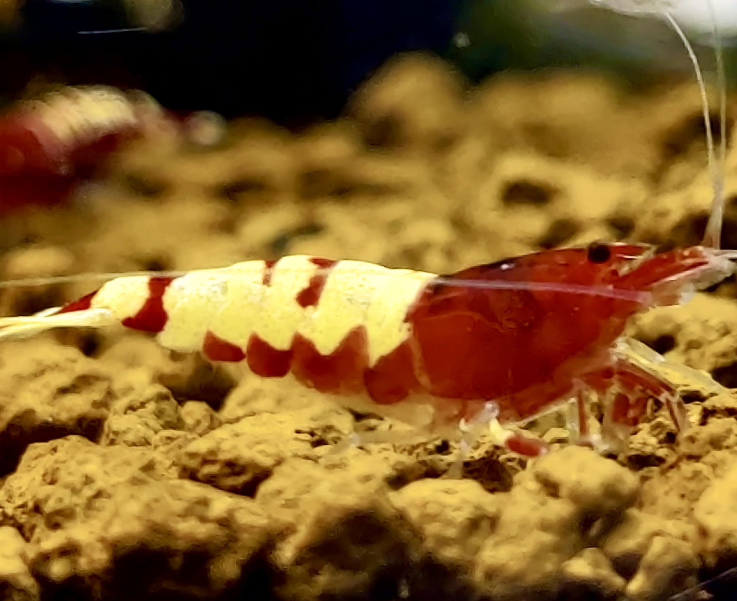 Garnelenglück - Red Pinto Garnelenmix - verschiedene Zeichnungen - 5 Stück