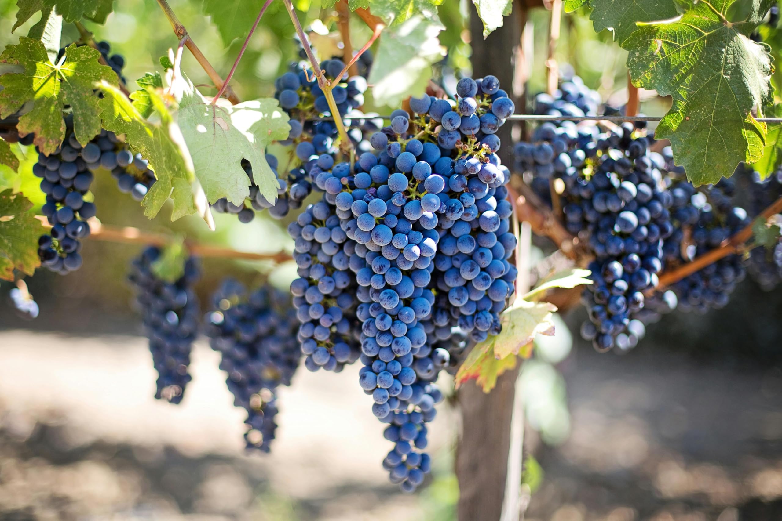The Gifti® Hybrid Sweet Grape Plant Black Seedless Grape Angur Angoor plant 1 Healthy Vine Cutting Plant (B0CVTXJ11L) Amazon Price History, Amazon Price Tracker