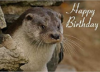 Rmg Wildlife Images Joyeux Anniversaire Loutre Carte De Vœux Multicoloured Taille Unique Amazon Fr Fournitures De Bureau