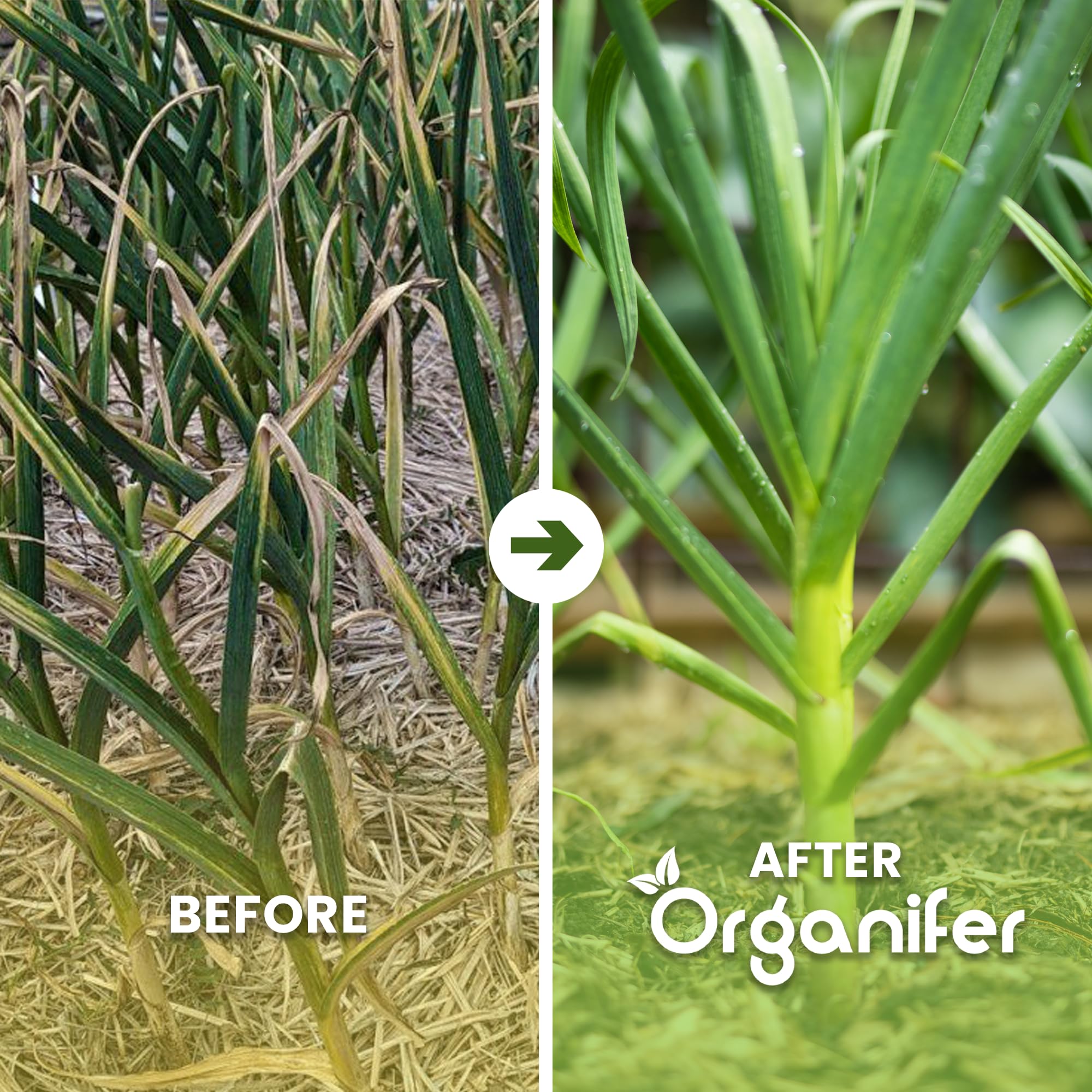 Fertilizante Líquido - 10L - Para Ajo - NPK 2-1-8 | Crecimiento Saludable Y Plantas Vigorosas - Organifer