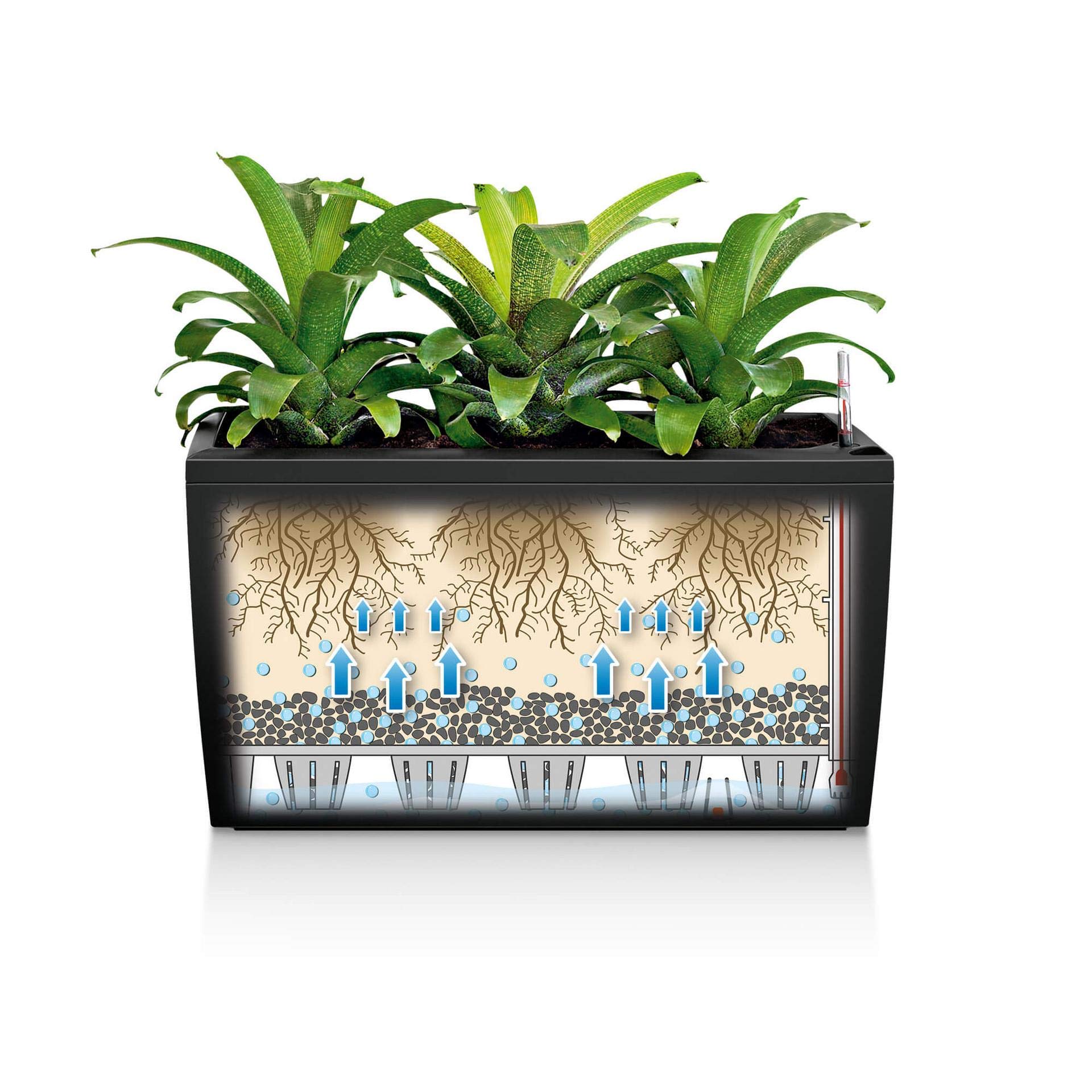 Lechuza – Pot de Fleurs d'Interieur – Premium Cararo – Réserve d'Eau Intégrée – Coloris Anthracite – 75 x 30 x 43 cm
