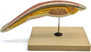 Eisco Labs Amphioxus/Lancelet Enlarged 150 Times - Hand Painted