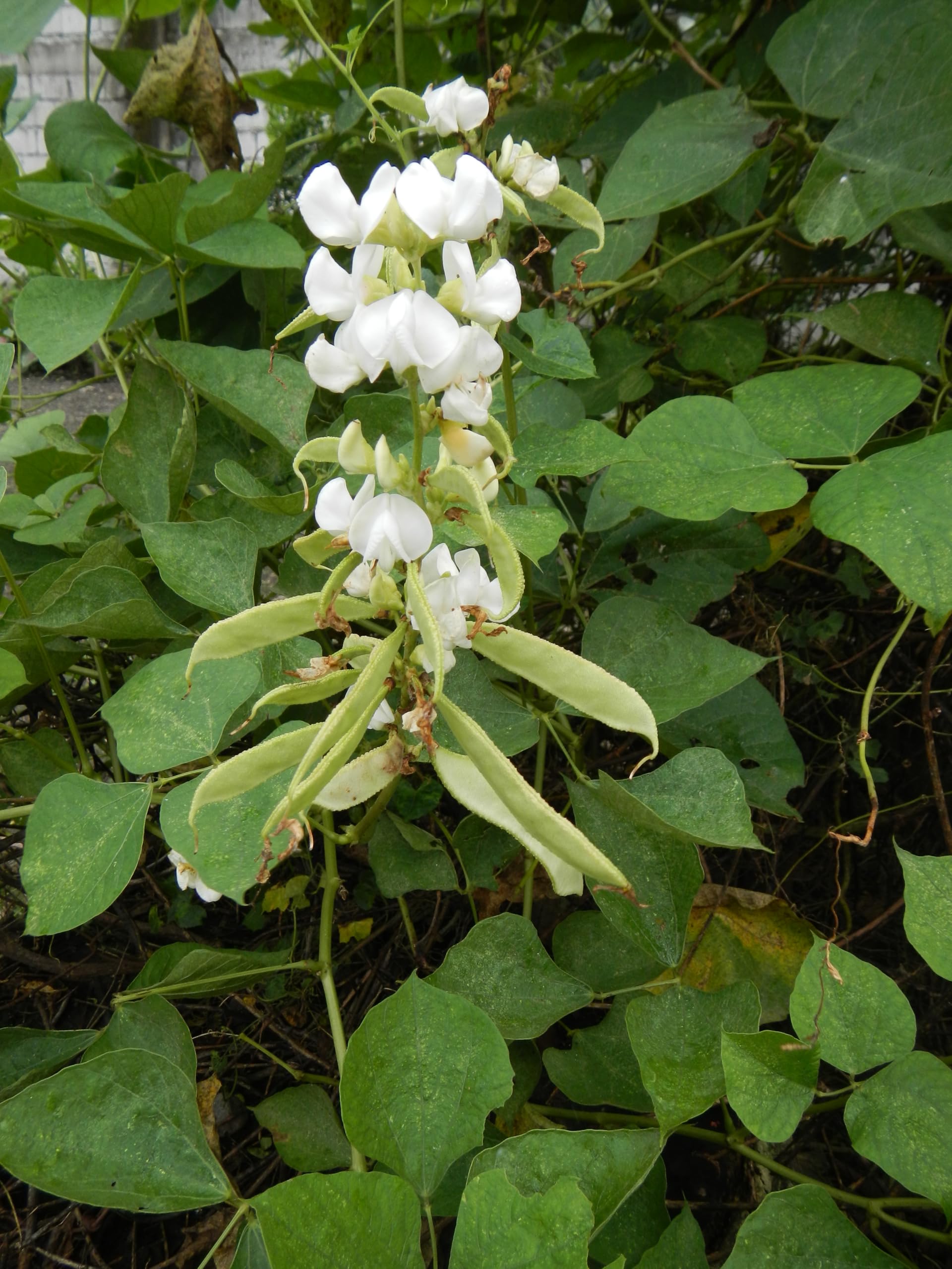 ASPEN® Chikkudukaya/Chapprada Avarekayi/Hyacinth/Avaraikai/Dolichos Bean Seeds - 25 Seeds (Seed - 27_Baz)-image-34