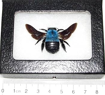 Amazon.com: BicBugs Xylocopa caerulea Real Framed Bumblebee