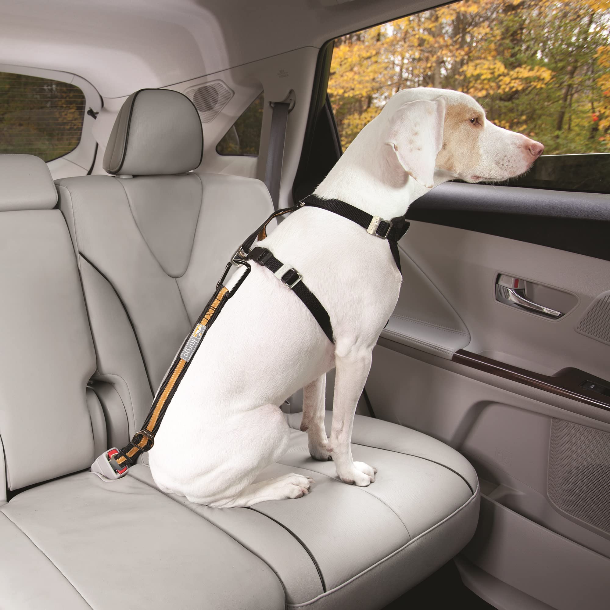Kurgo Harnais Intelligent Tru-Fit pour Chien+Kurgo Attache directe à la Ceinture de sécurité