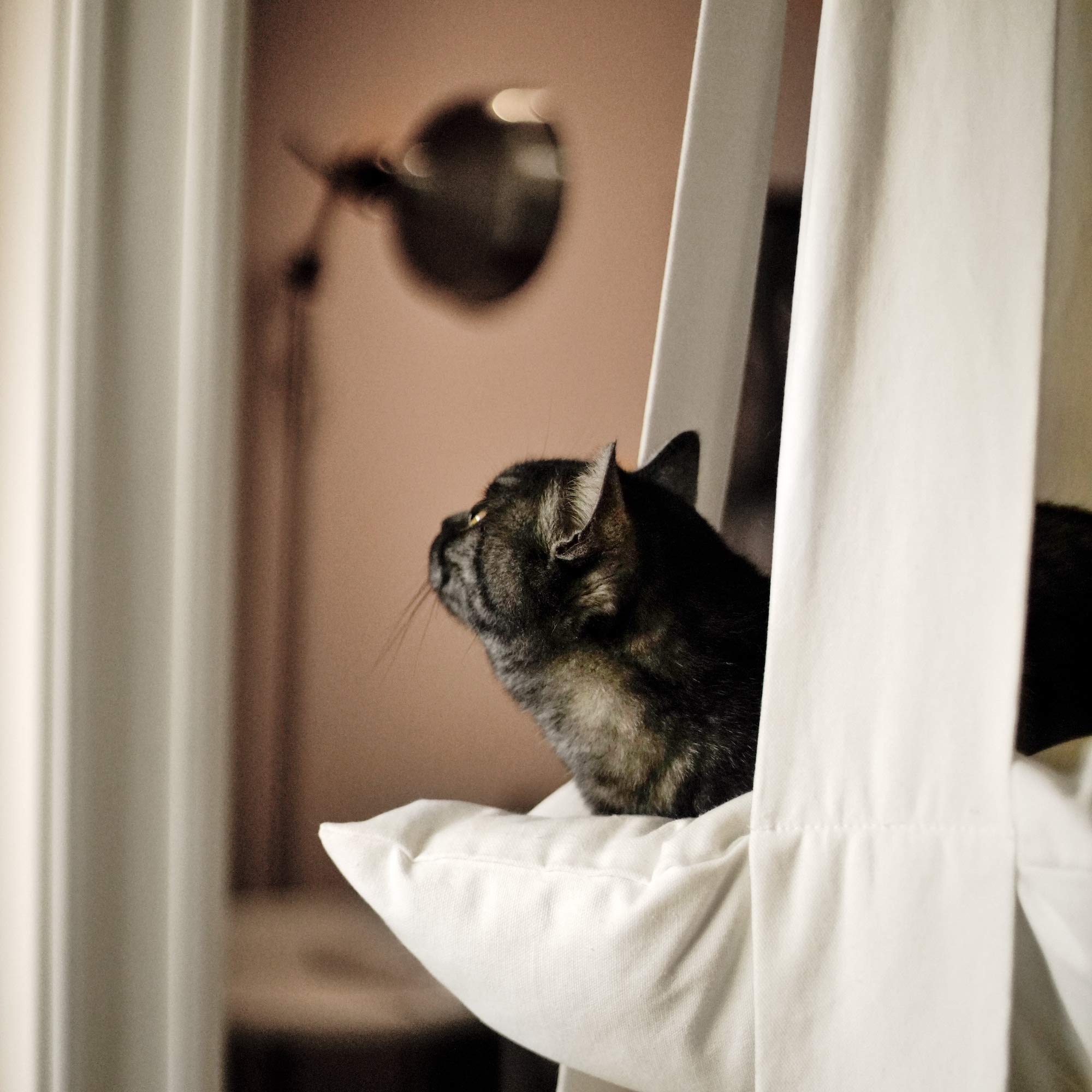 cat hammock hanging from ceiling