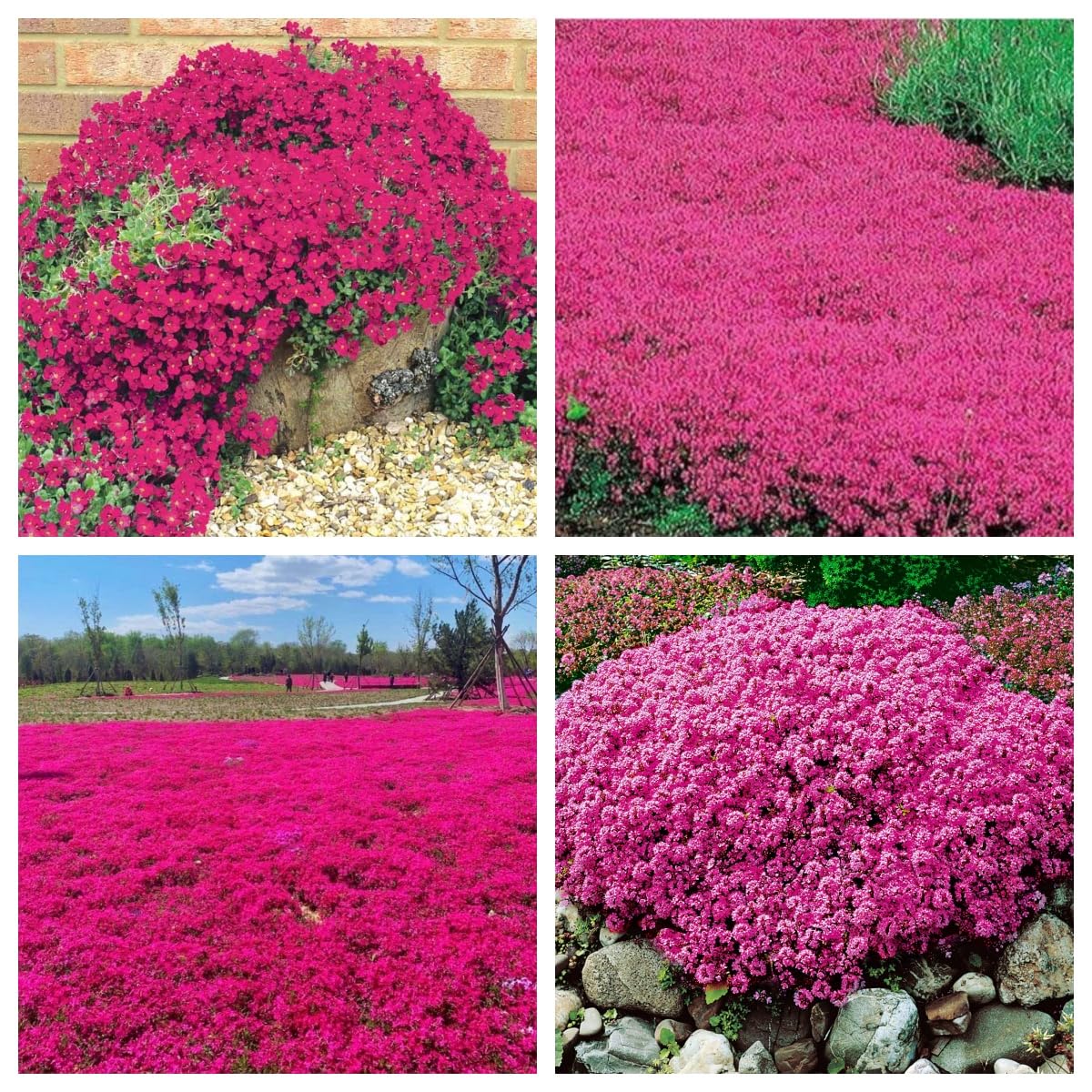 Creeping Thyme Seeds for Planting - 21000 Magic Creeping Thyme Seeds Ground Cover Plants Heirloom Flowers Perennial Thyme Non-GMO Thymus Serpyllum Seed